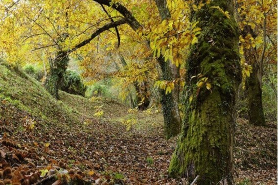 Curso de Modelos Técnico-Económicos Forestales en el contexto del bosque atlántico. Nivel 1 - 50 horas