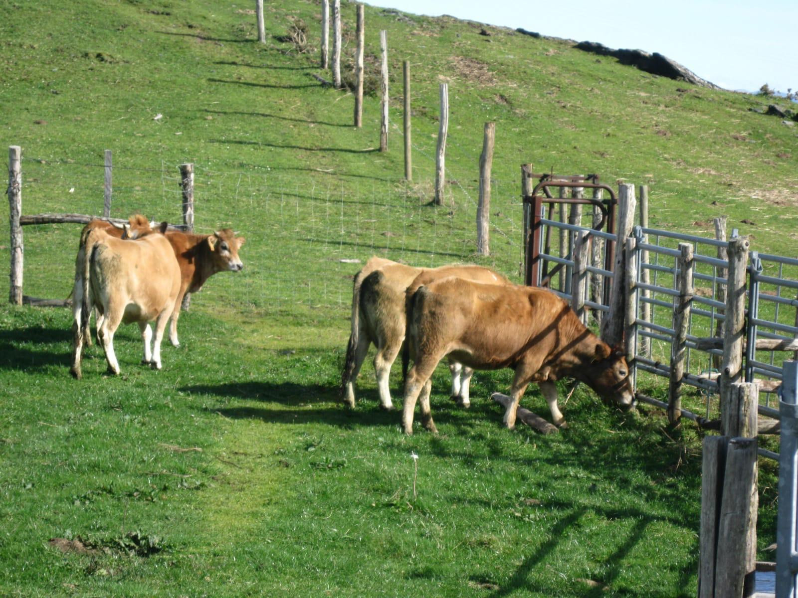 Curso de Modelos Técnico-Económicos Ganaderos en el contexto del bosque atlántico. Nivel 1 - 50 horas