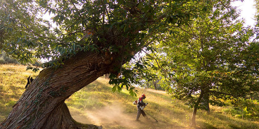 Curso de Modelos Técnico-Económicos Agrarios en el contexto del bosque atlántico. Nivel 2 - 50 horas