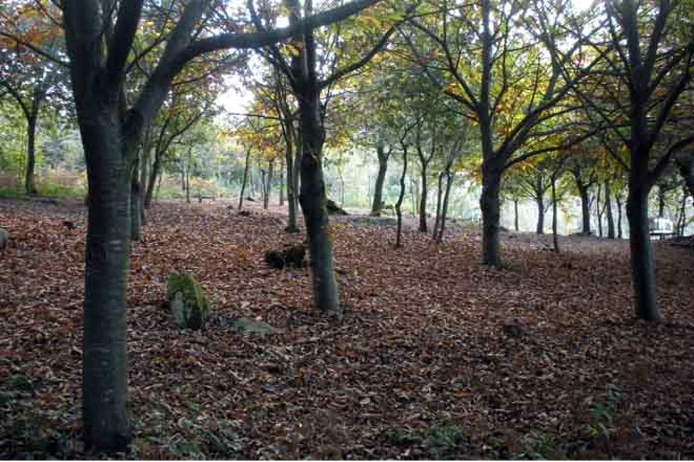 Curso de Modelos Técnico-Económicos Forestales en el contexto del bosque atlántico. Nivel 2 - 25 horas