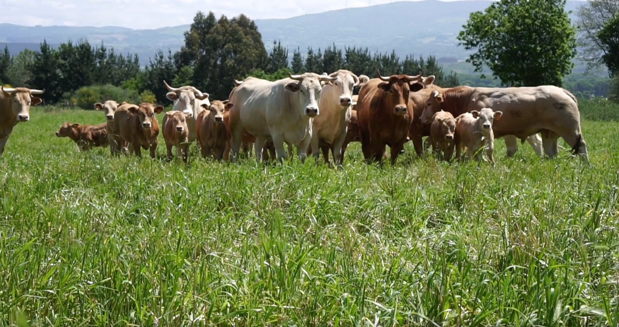 Curso de Modelos Técnico-Económicos Ganaderos en el contexto del bosque atlántico. Nivel 2 - 25 horas